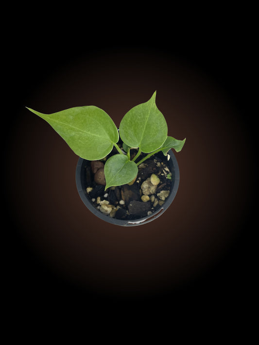 Anthurium Delta Force