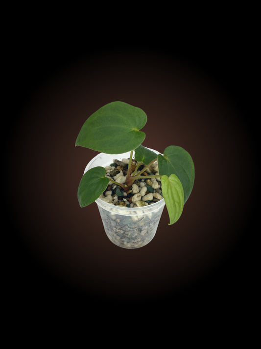 Anthurium (Garden Velvet x Midnight Velvet) x RVDP