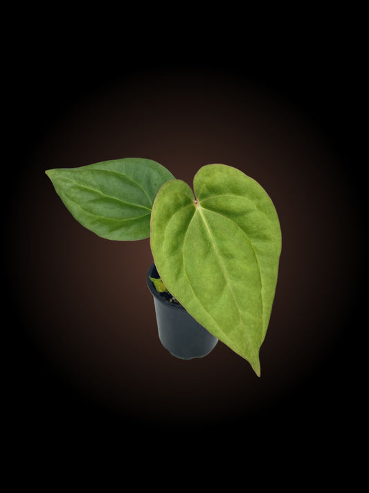 Anthurium Luxurians x Forgetii Dark Form