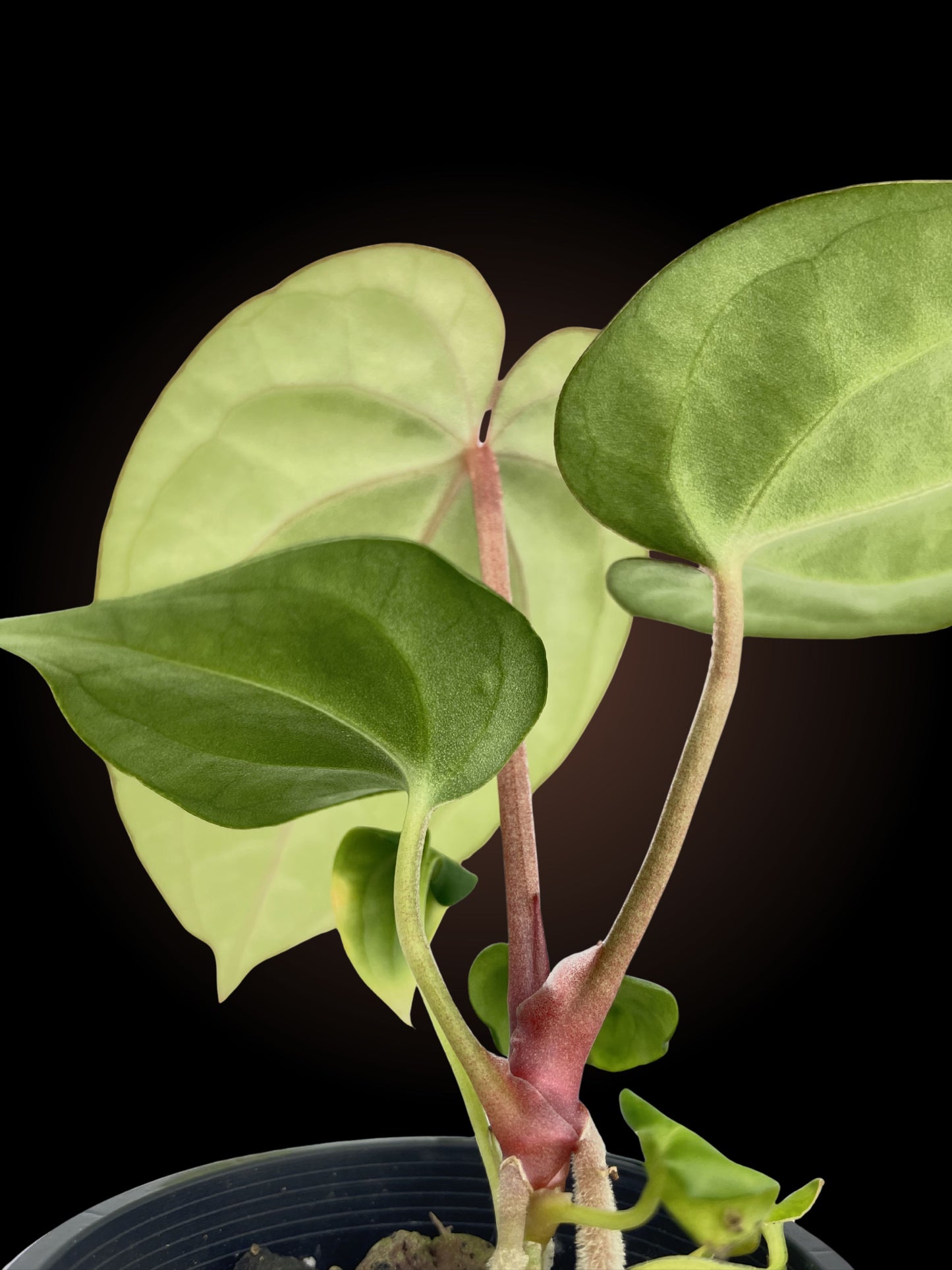 Anthurium Luxurians x Forgetii Dark Form