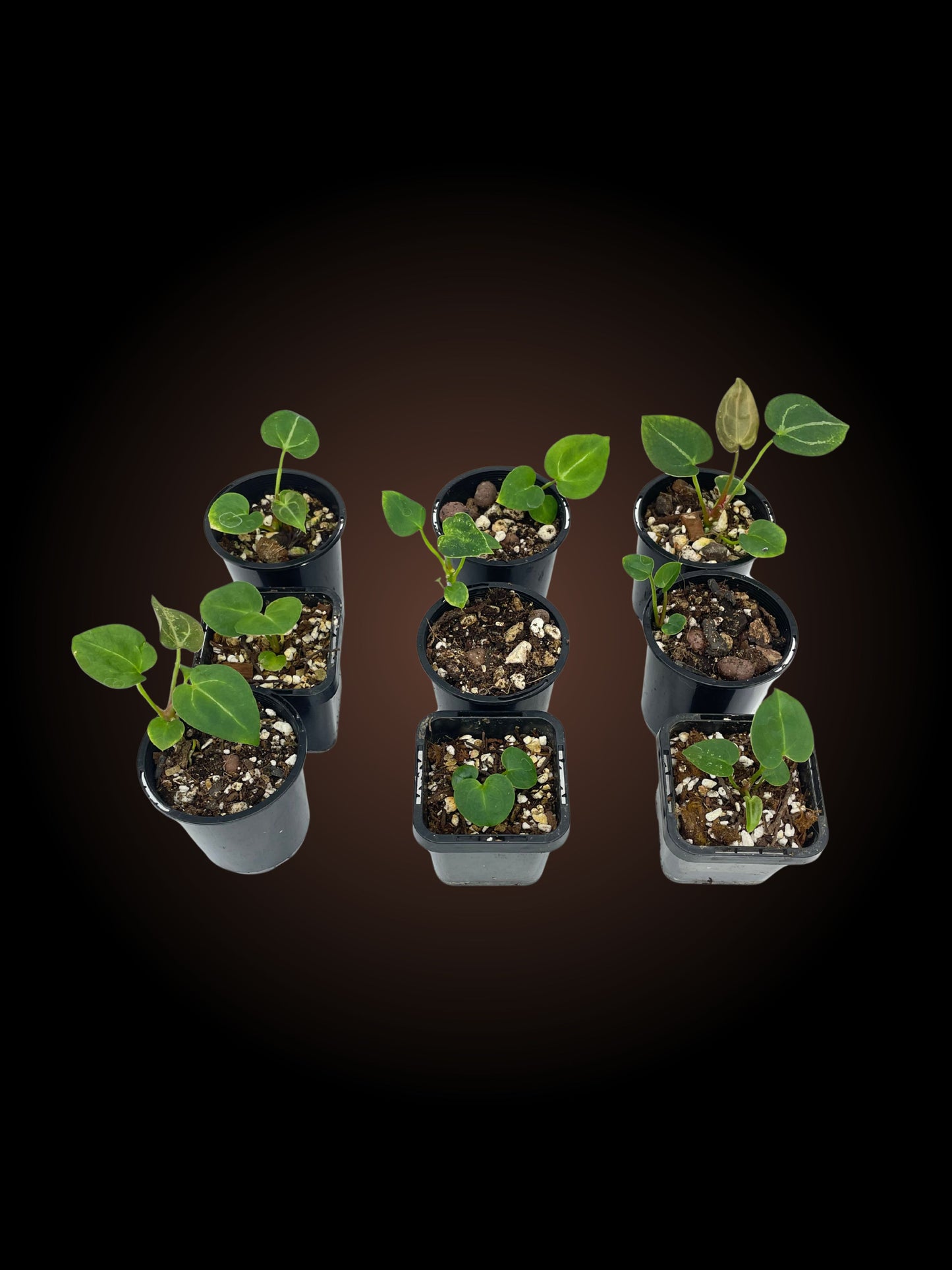 Anthurium NoID - Your Choice