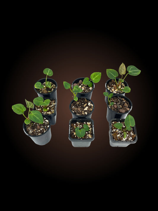 Anthurium NoID - Your Choice