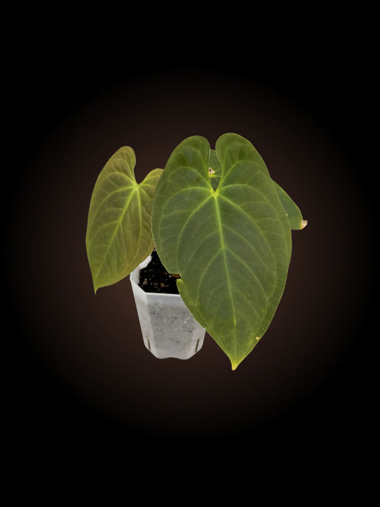 Anthurium (Pap x Dress) x BC