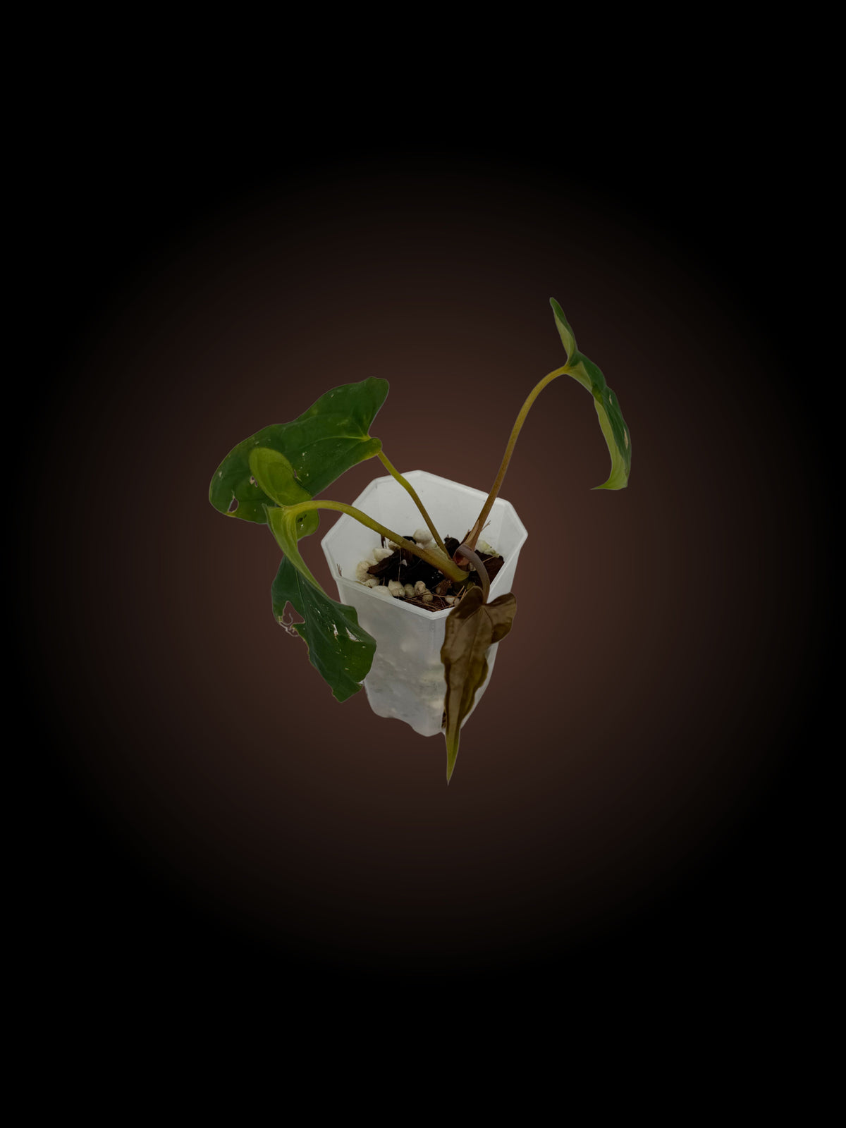 Anthurium (RLxFS) x (AoS x BVEP)