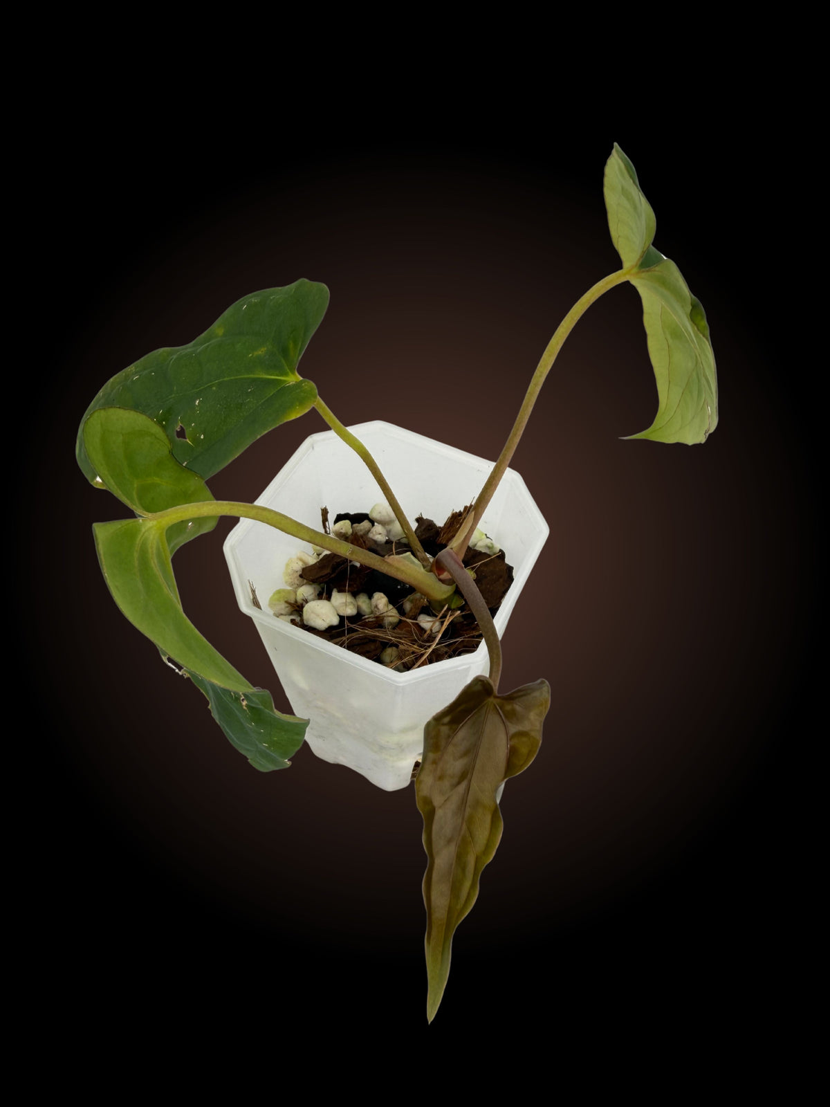 Anthurium (RLxFS) x (AoS x BVEP)