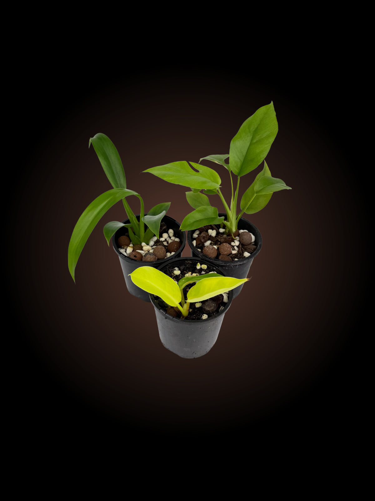 Weekly Auction - Easy Care Bundle