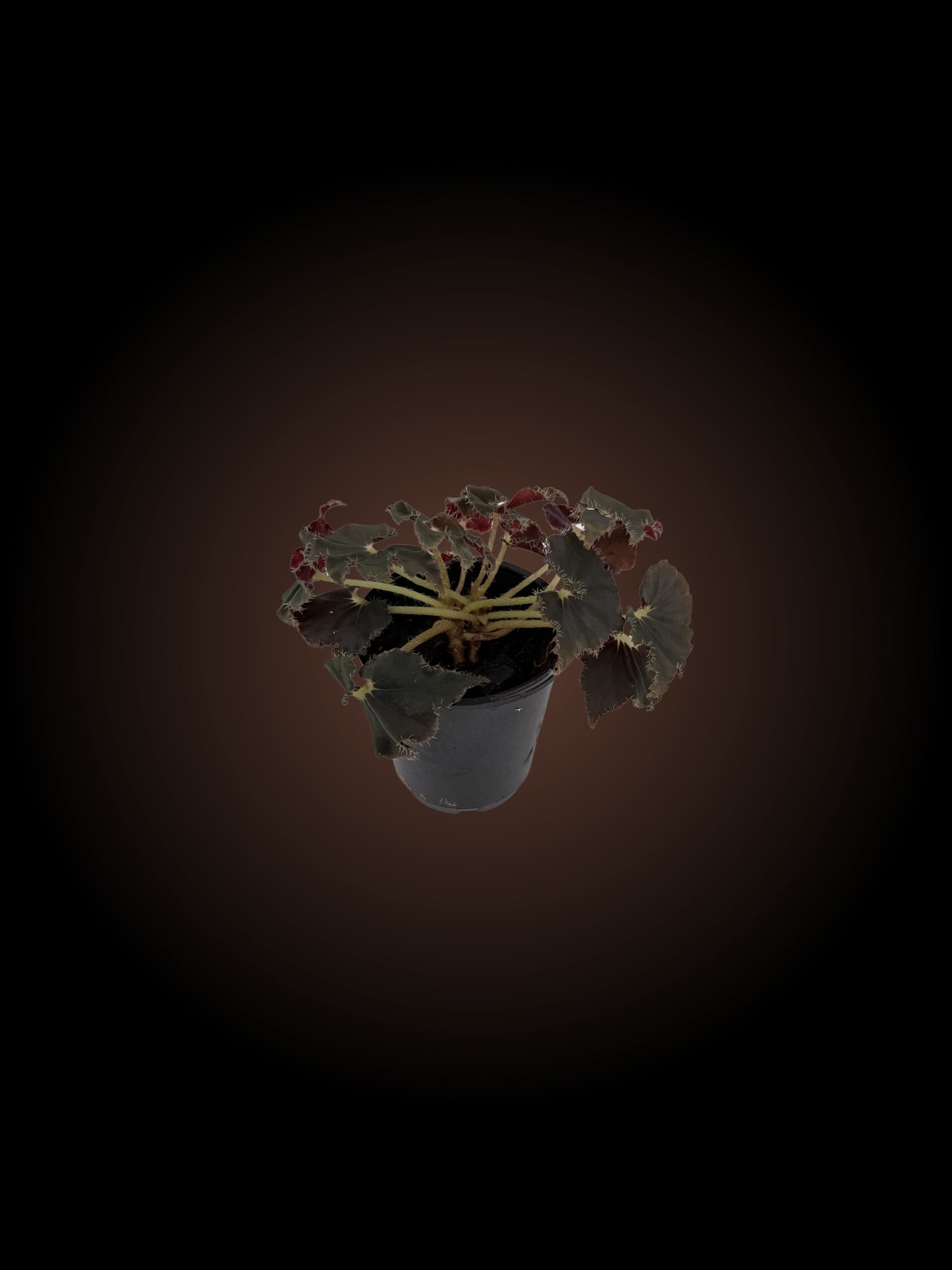 Begonia Dark Mambo