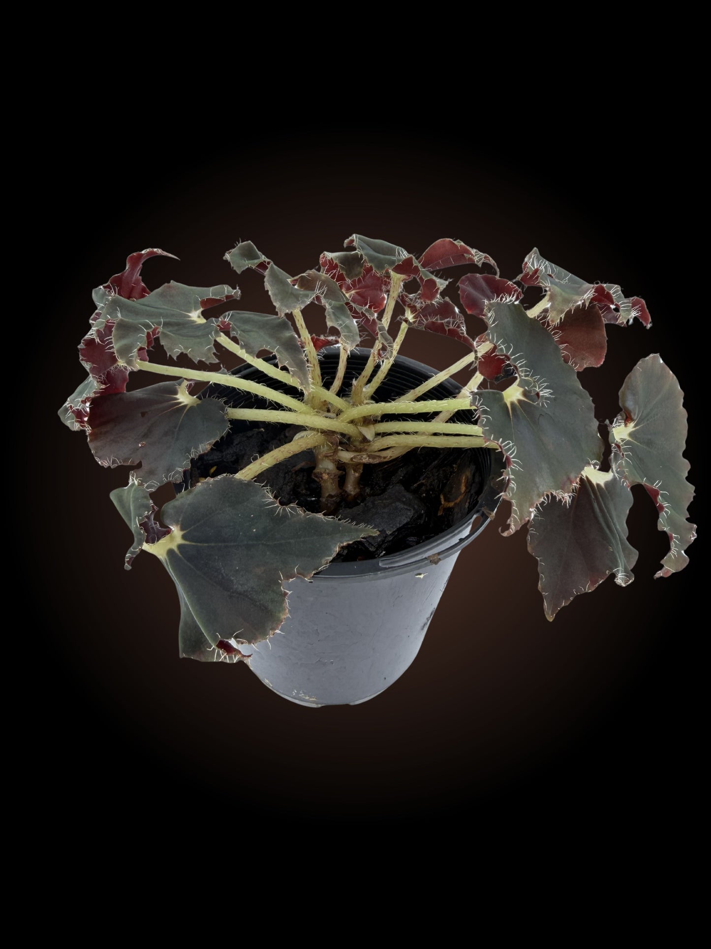 Begonia Dark Mambo