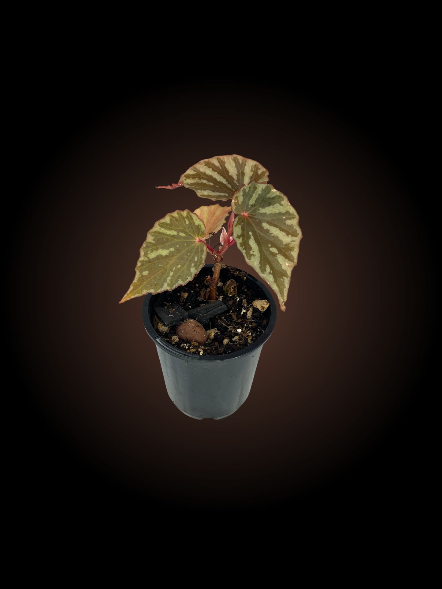 Begonia Irian Jaya