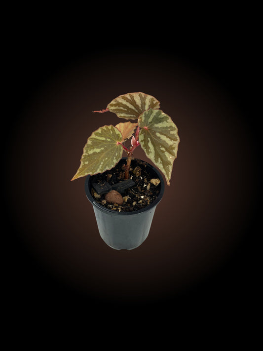 Begonia Irian Jaya