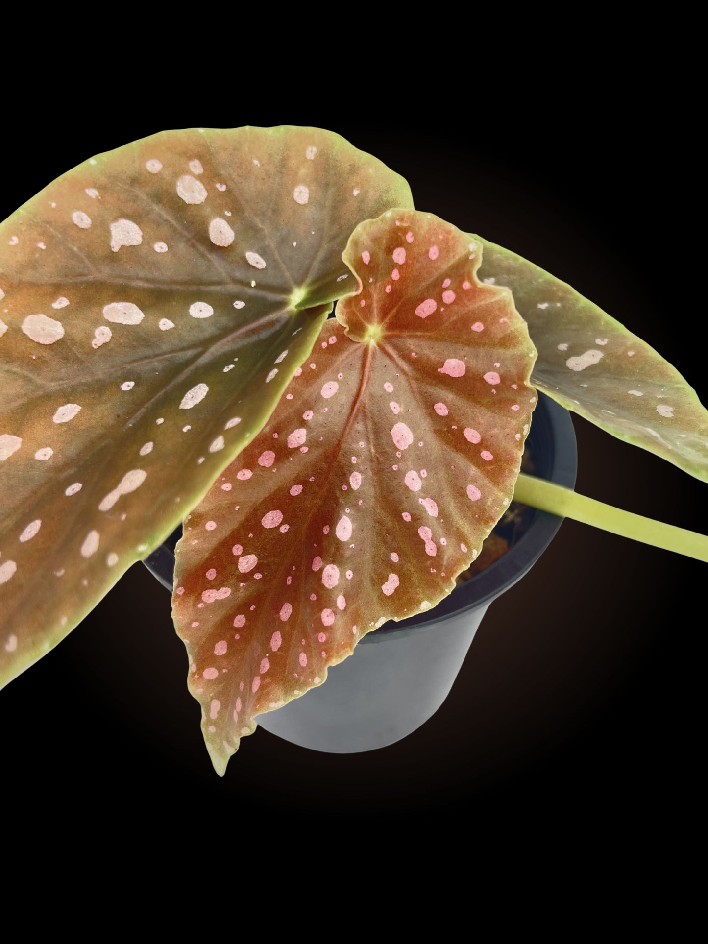 Begonia Jack Samuel