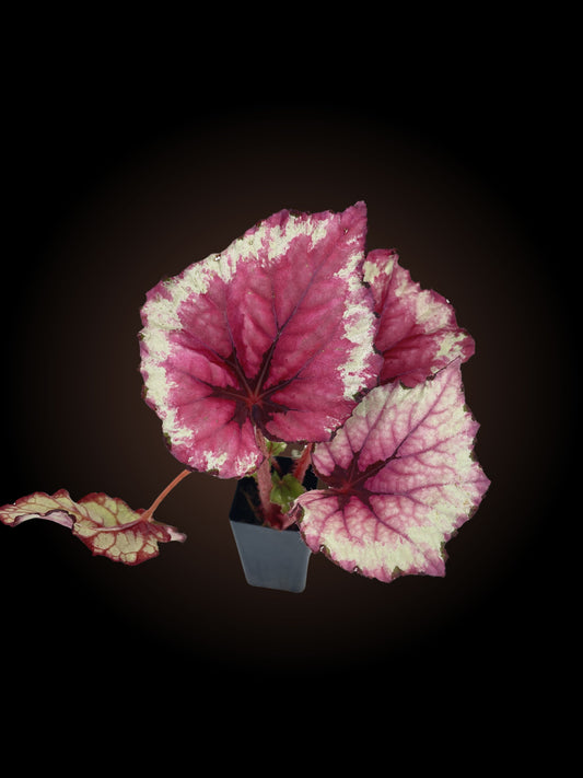 Begonia Kotobuki