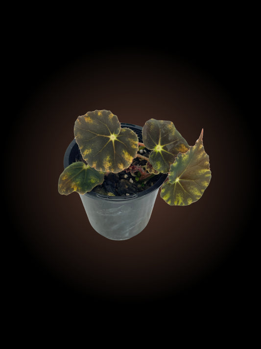 Begonia Mazae var. Nigricans