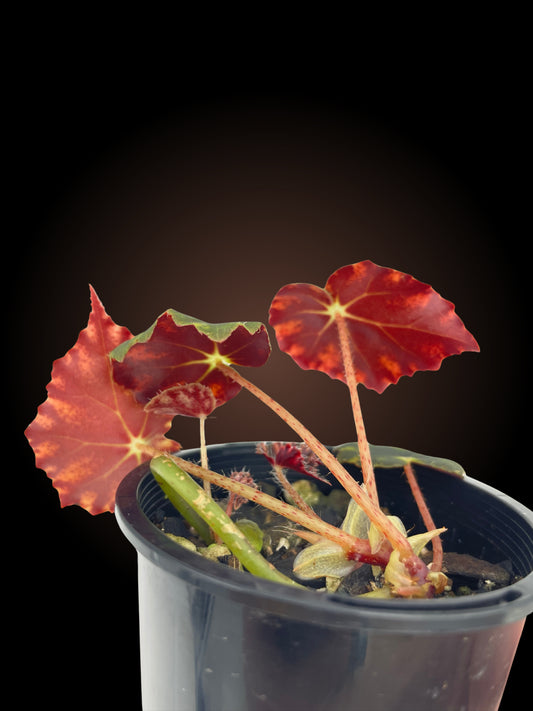 Begonia Mazae var. Nigricans
