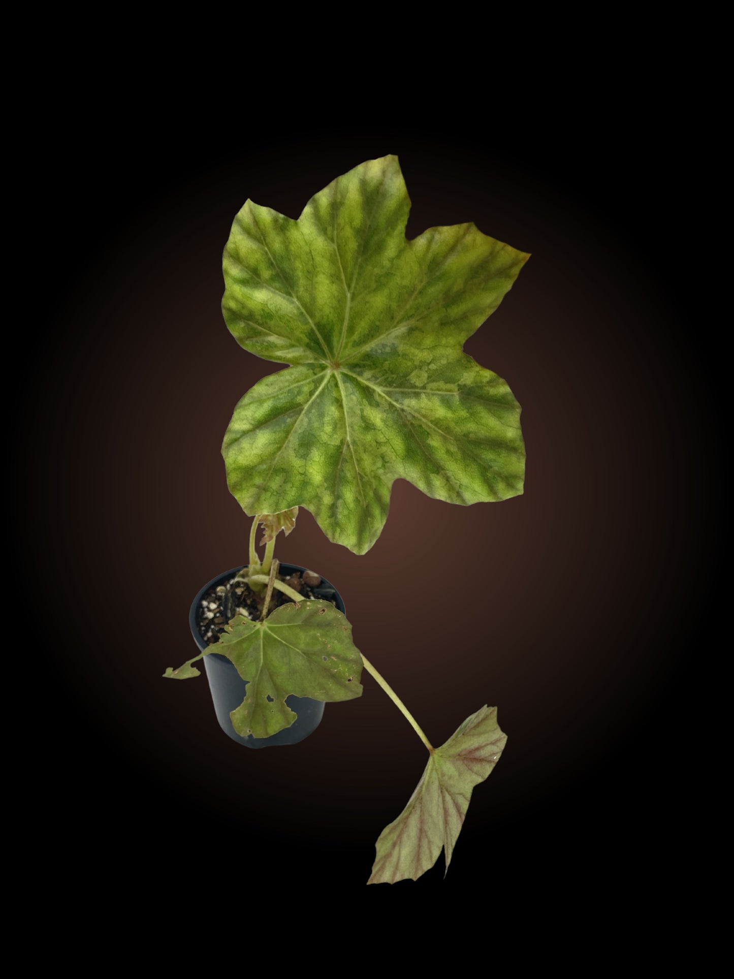 Begonia sp.