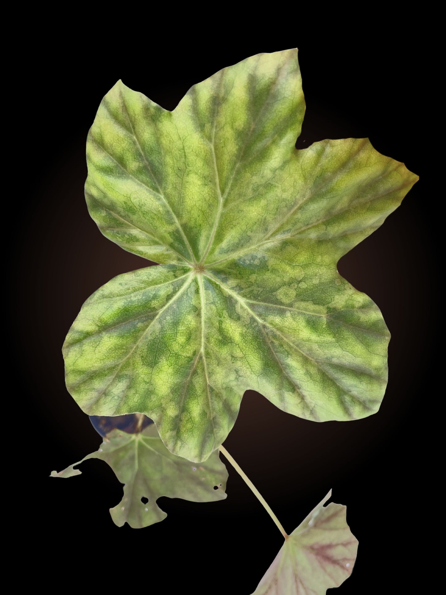 Begonia sp.