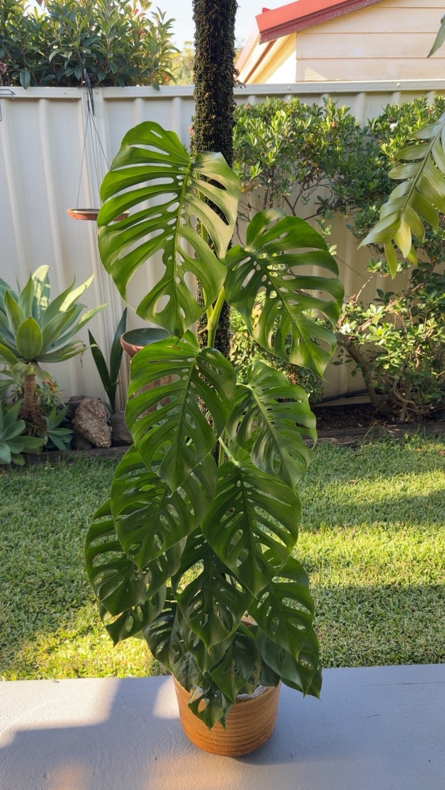 Monstera Uno