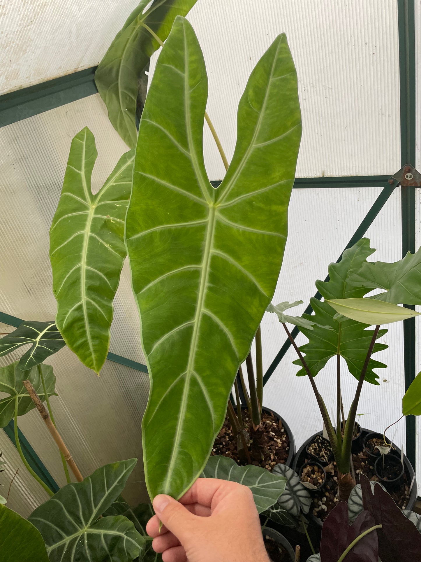 Alocasia Longiloba 'May'