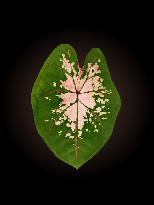 Caladium Apple Blossom