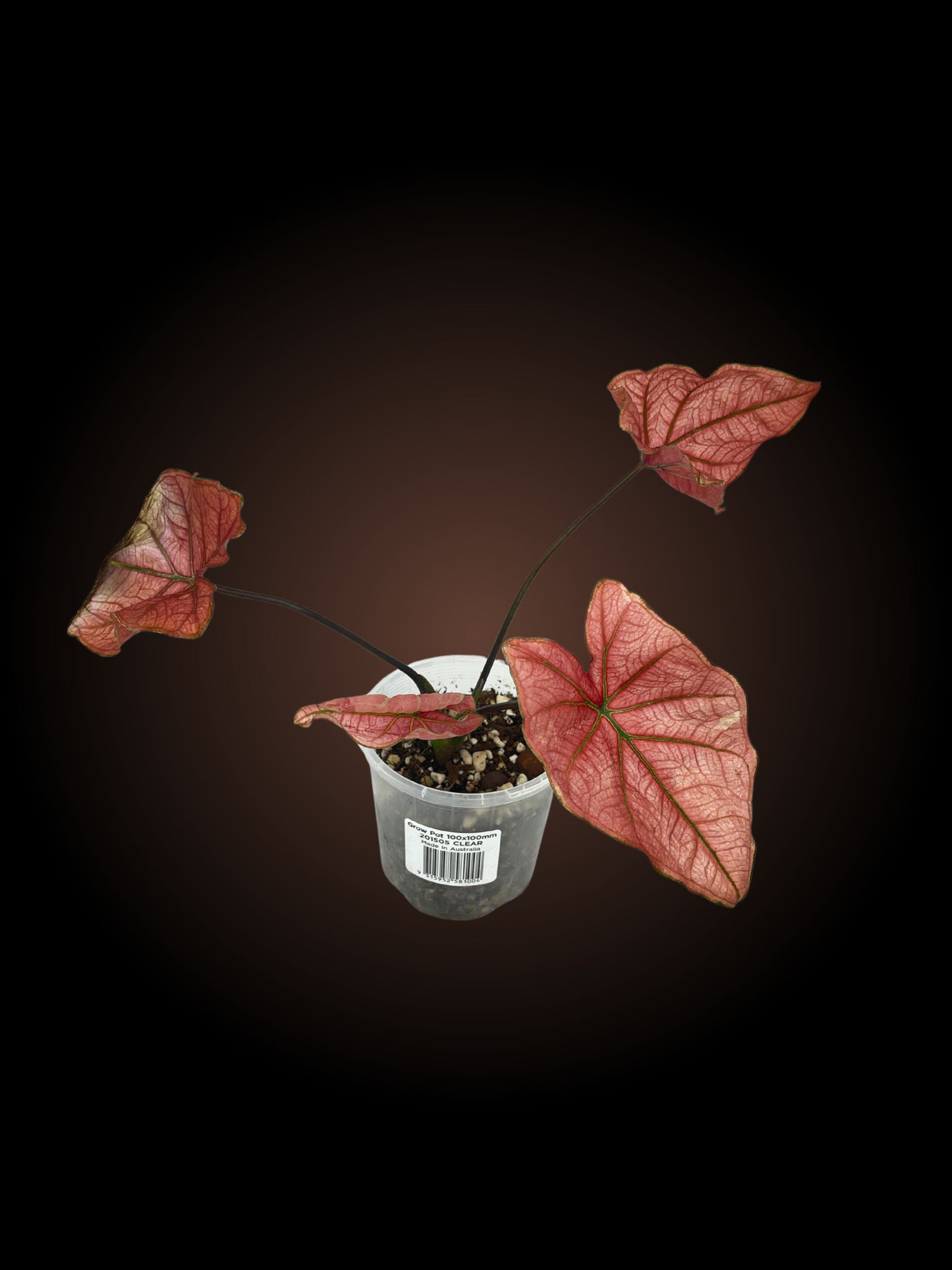 Caladium Blazing Sun