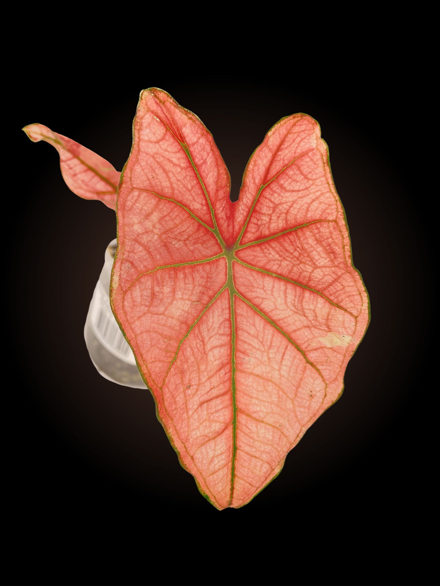 Caladium Blazing Sun