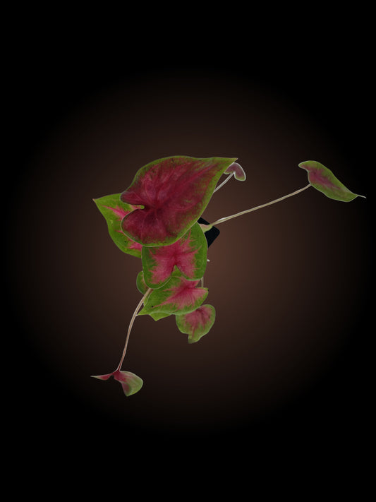 Caladium Cherry Balls