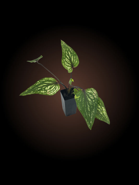 Caladium Thai Beauty