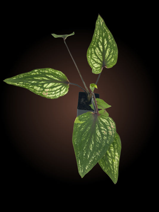 Caladium Thai Beauty