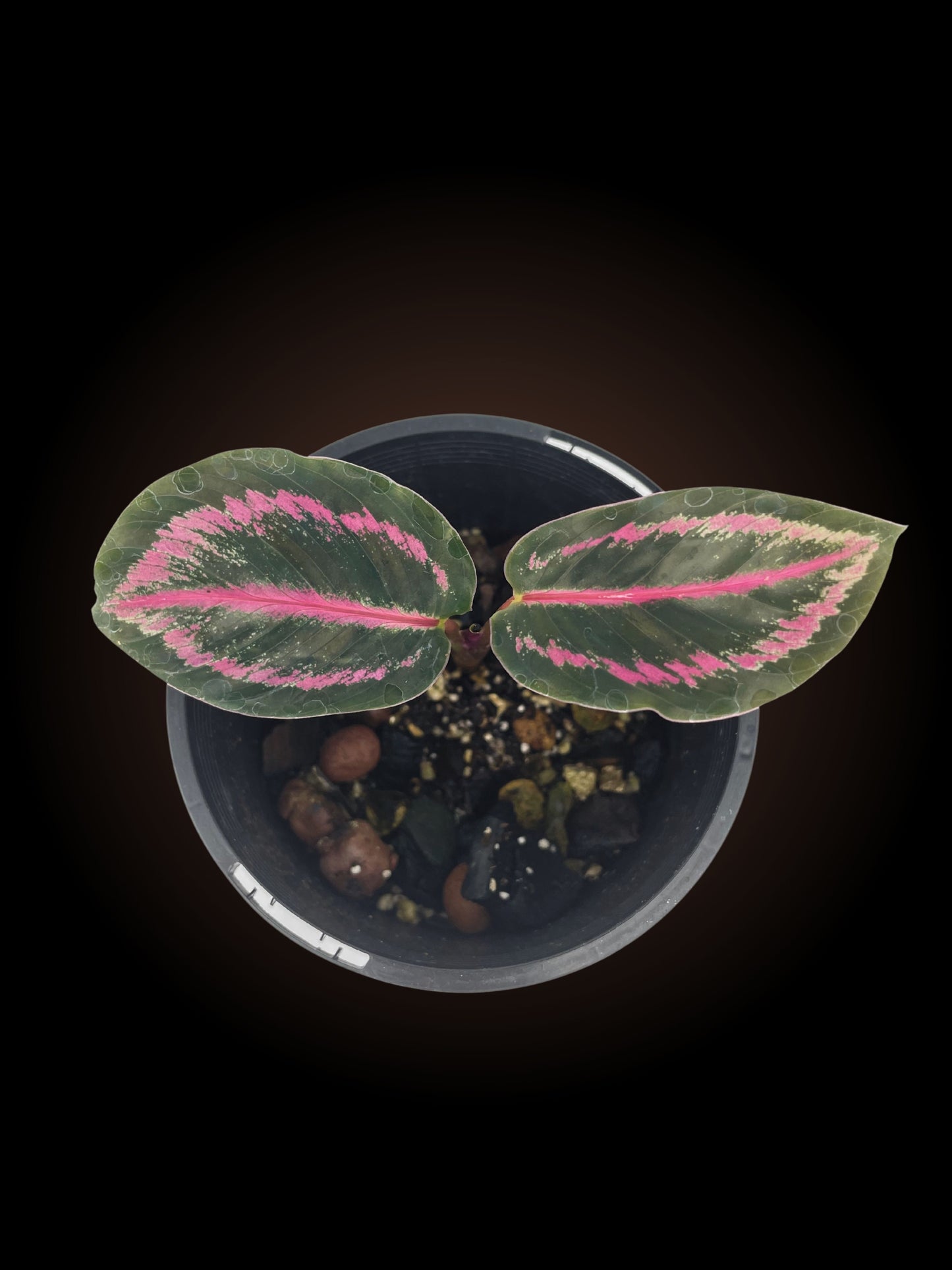 Calathea Illustris