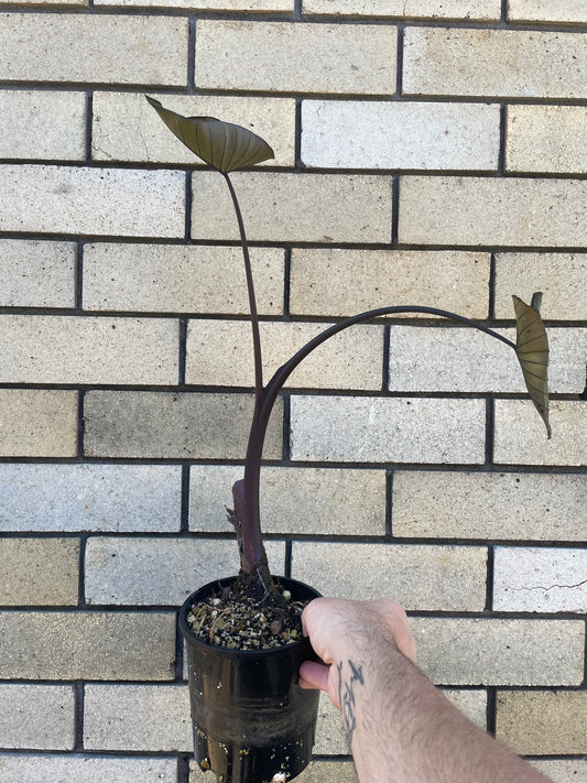 Colocasia Esculenta 'Tea Cup'