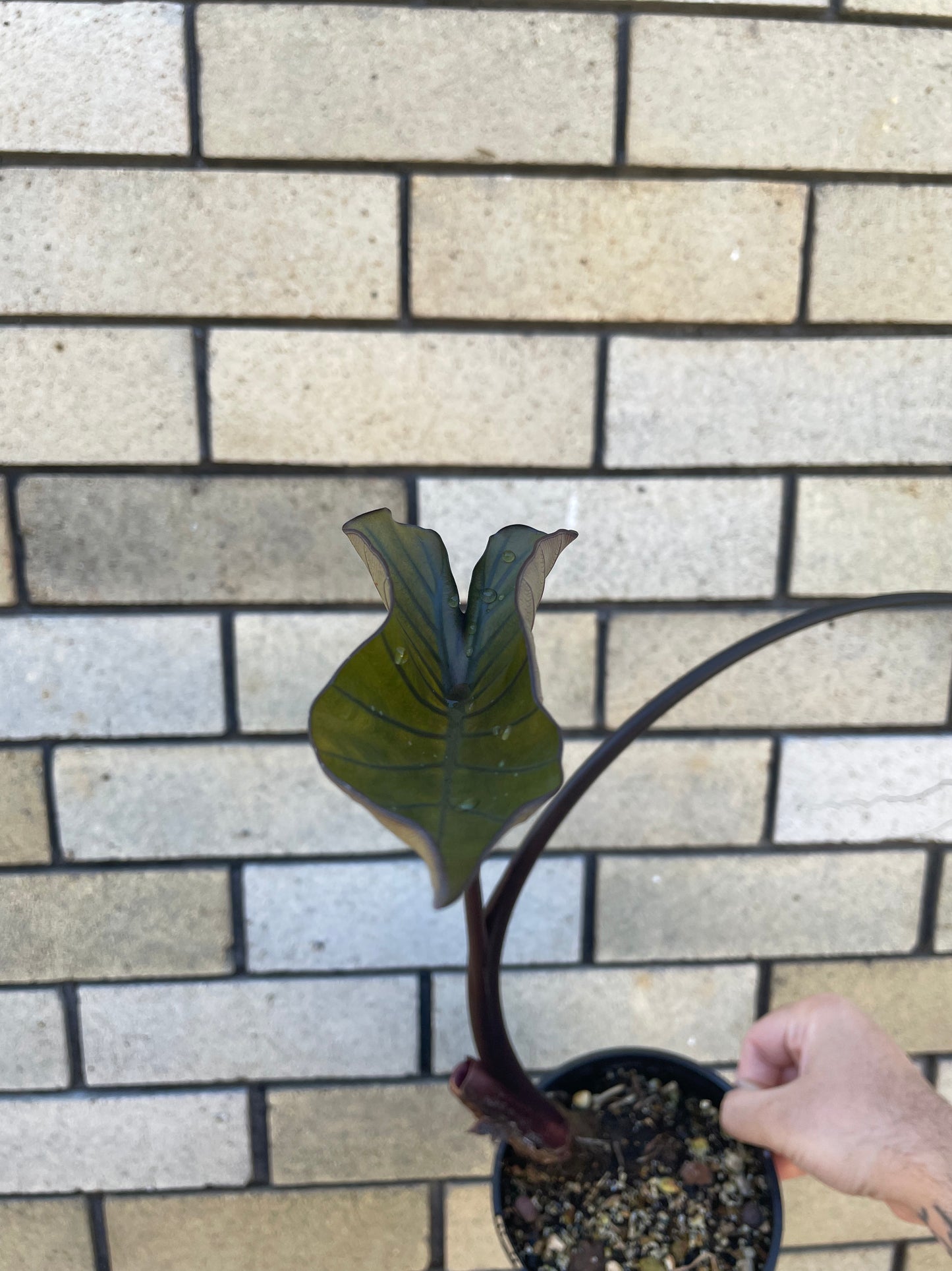 Colocasia Esculenta 'Tea Cup'