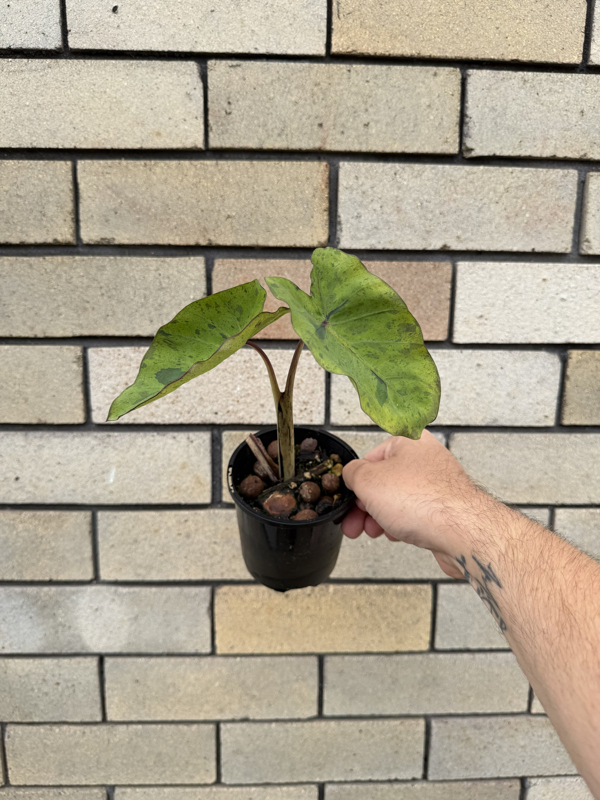 Colocasia Mojito