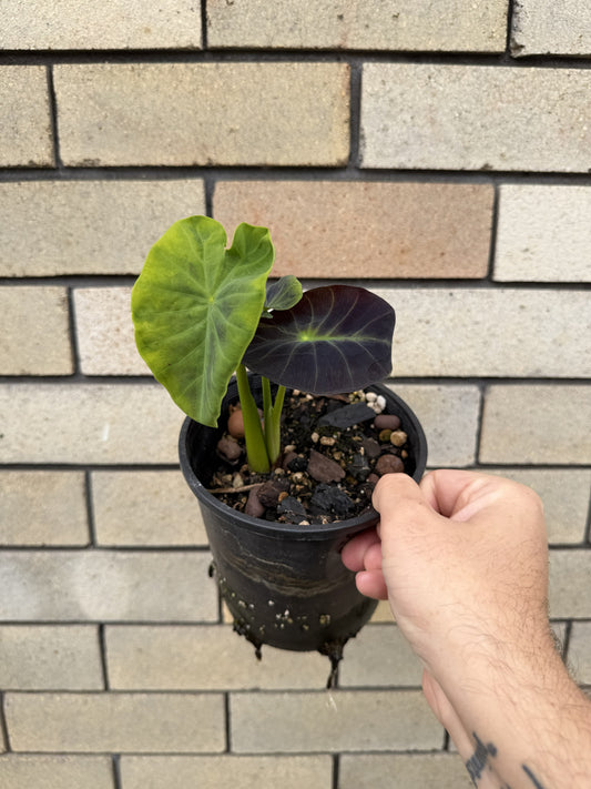 Colocasia Illustris