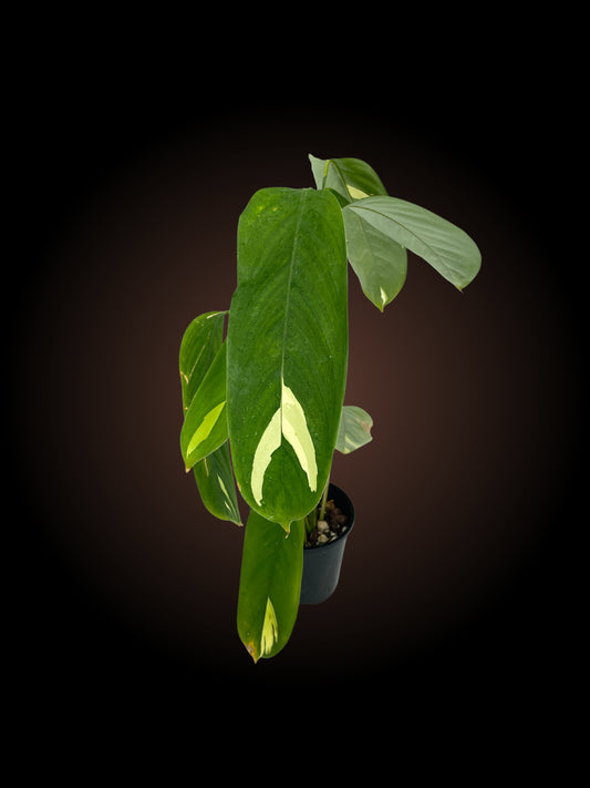 Ctenanthe Pilosa "Golden Mosaic"