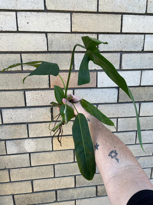 Weekly Auction - Rare Plant Cutting Bundle