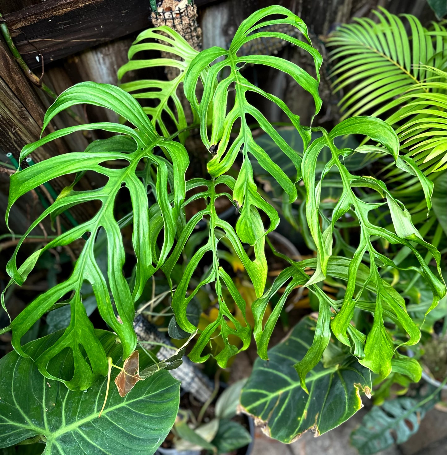 Monstera Gracilis
