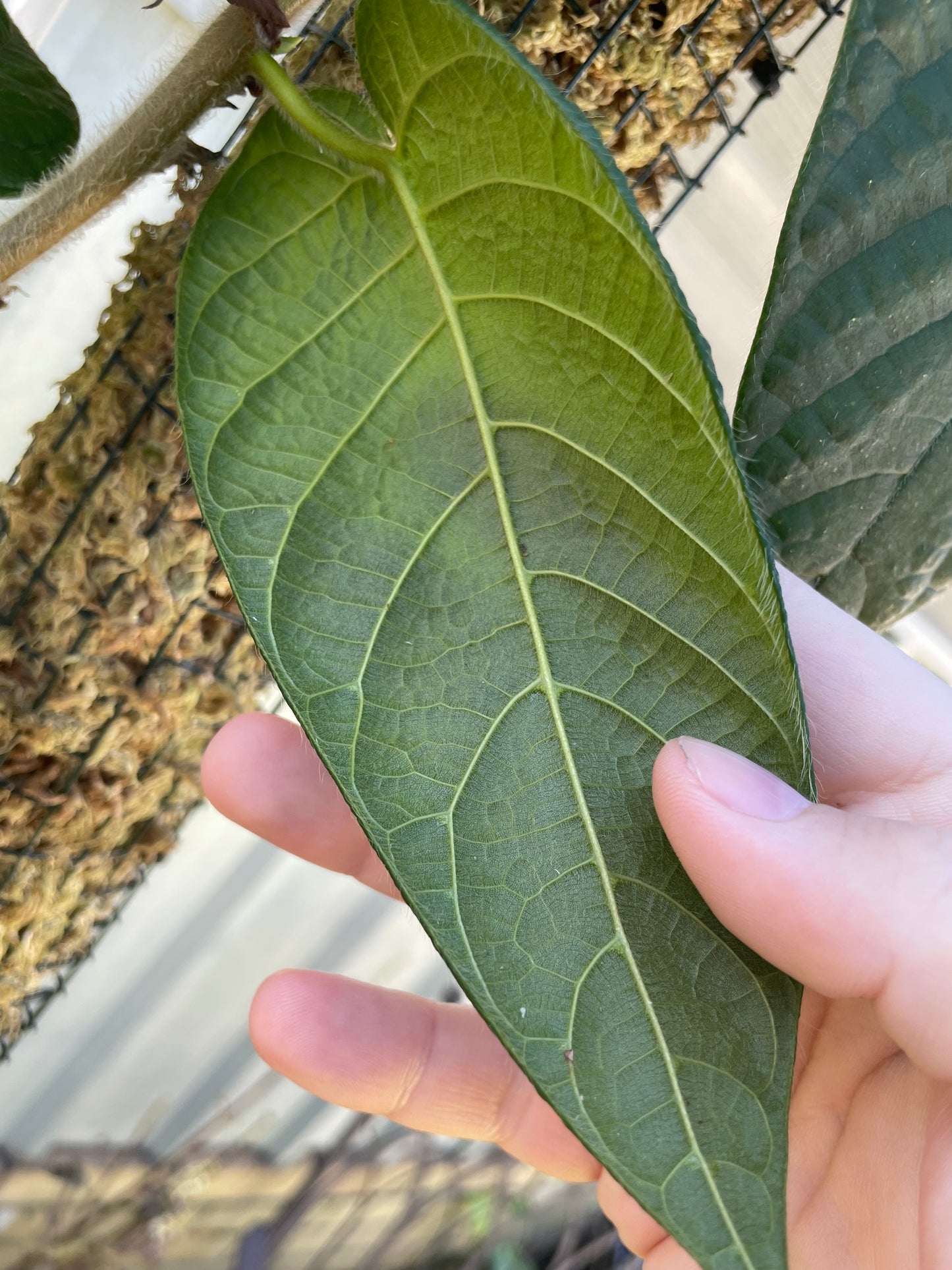 Ficus Villosa on 90cm pole