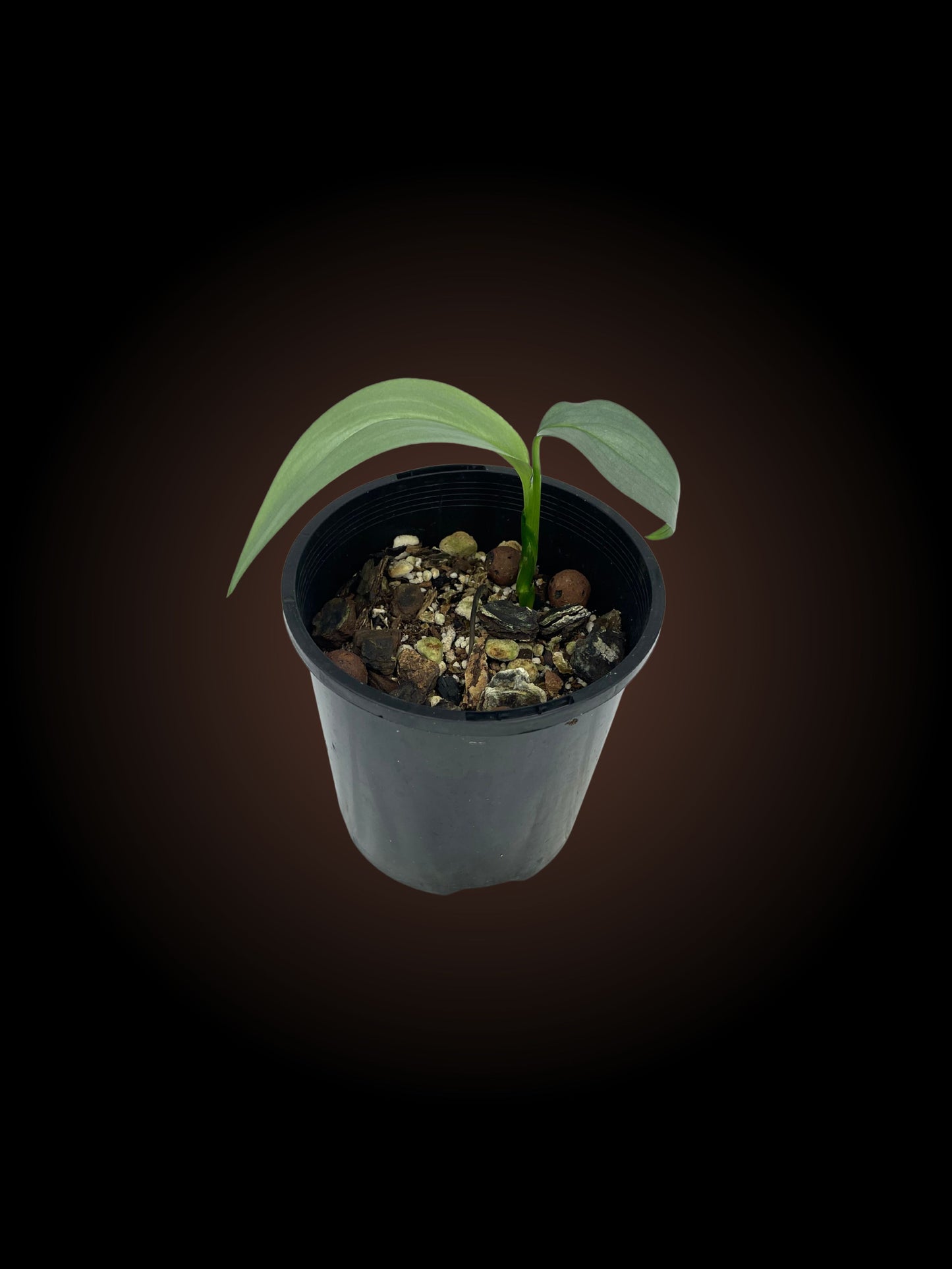 Non-TC Epipremnum Amplissimum 'Silver'