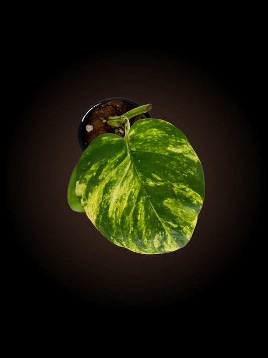Epipremnum Aureum 'Devil's Ivy'