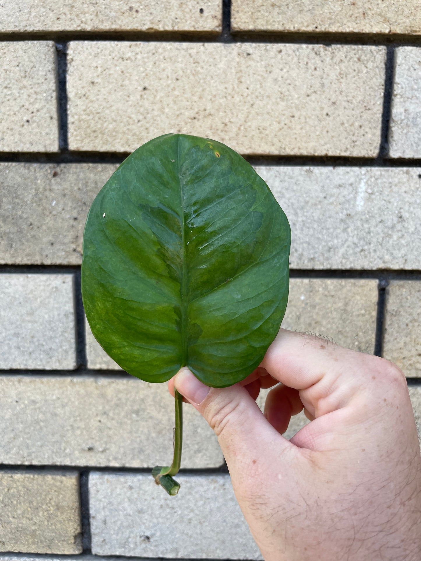Epipremnum Aureum Emerald Queen cutting