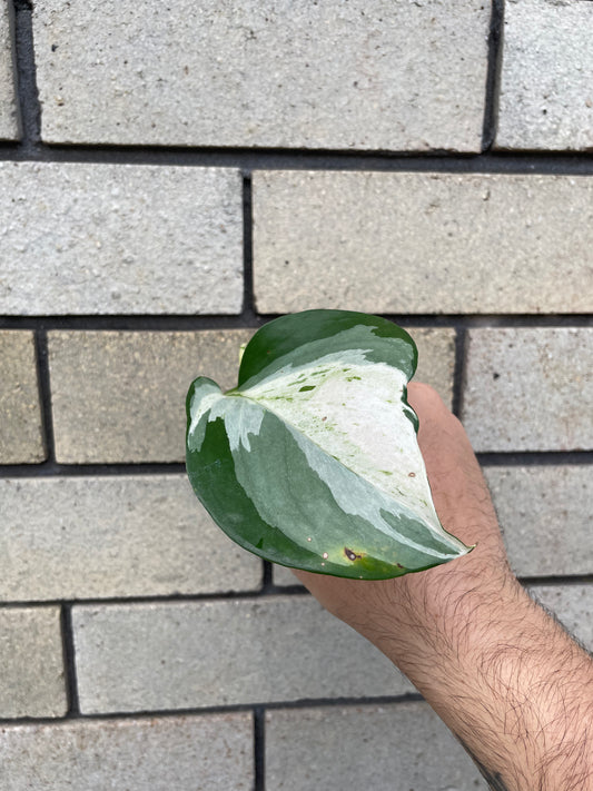 Epipremnum Aureum Manjula cutting