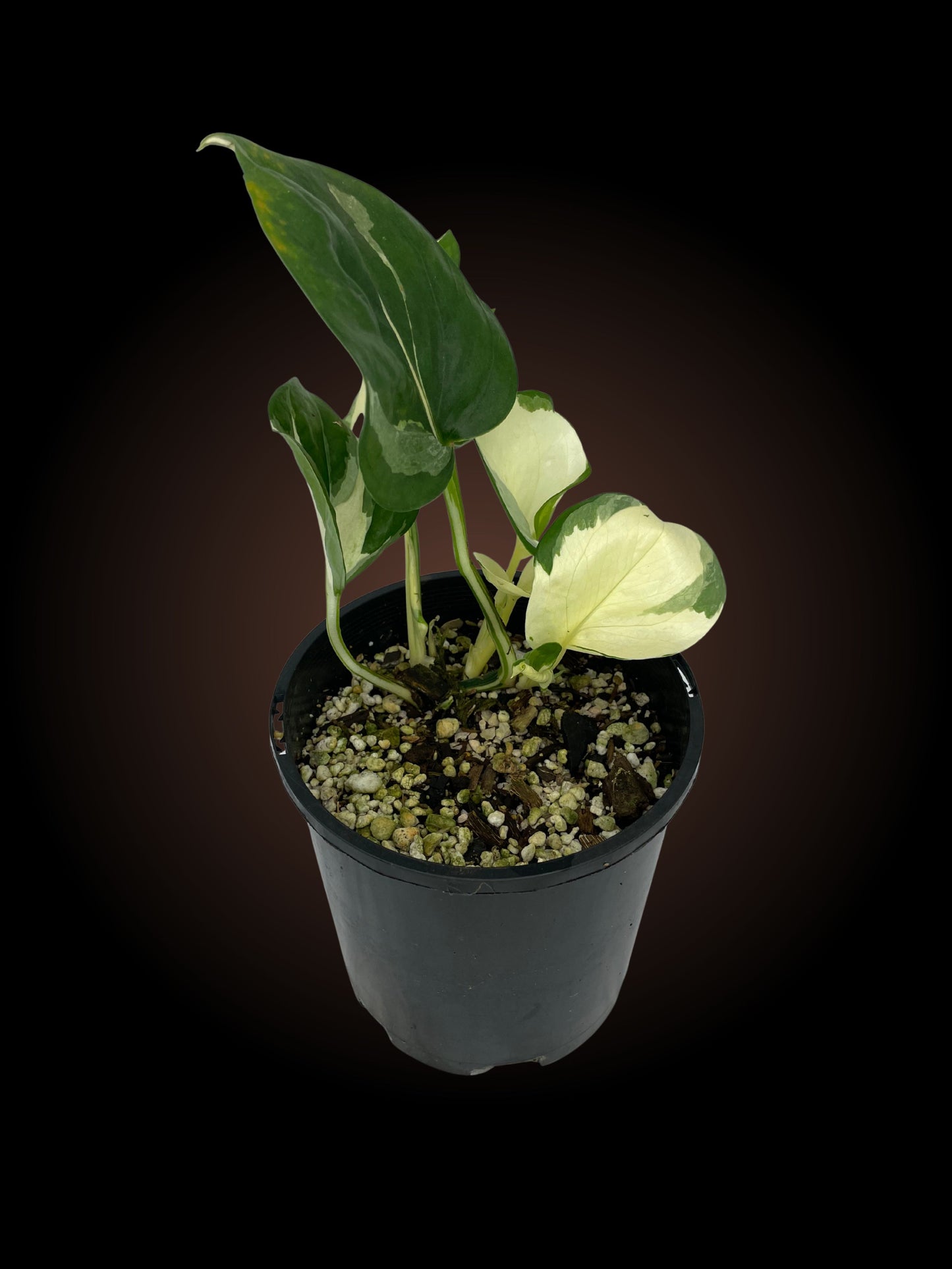 Epipremnum Aureum Manjula