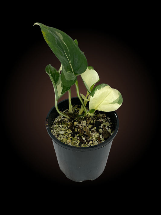 Epipremnum Aureum Manjula