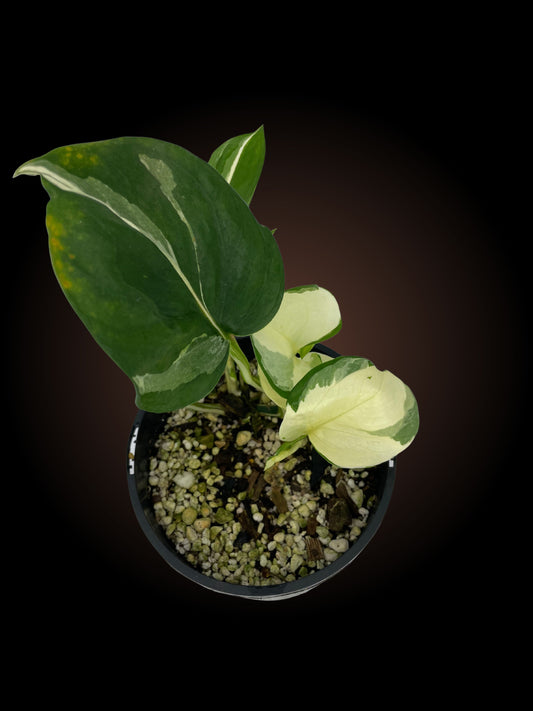 Epipremnum Aureum Manjula