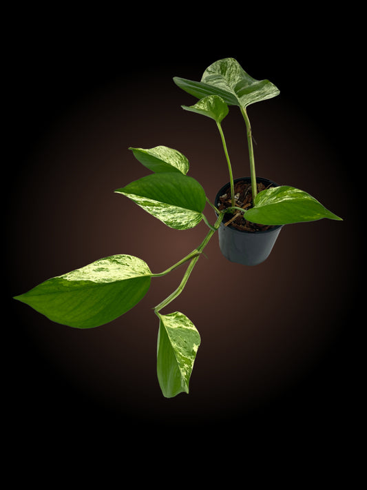 Epipremnum Aureum "Marble Queen"
