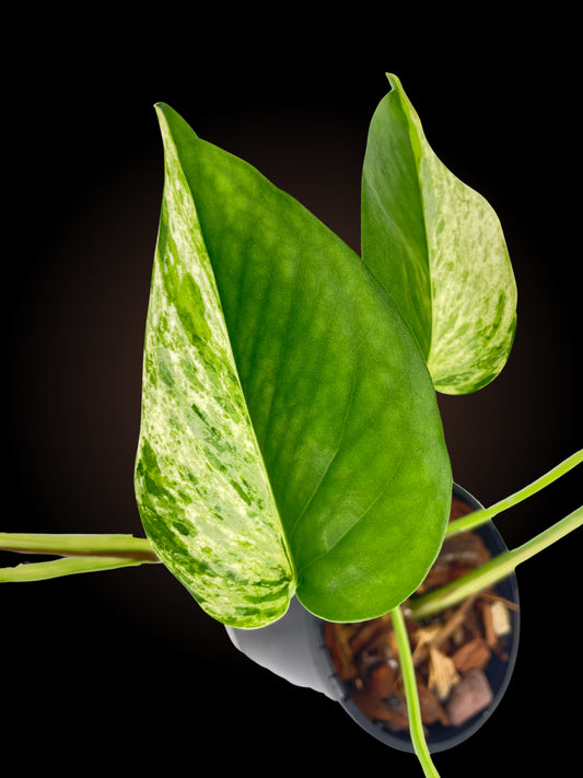 Epipremnum Aureum "Marble Queen"