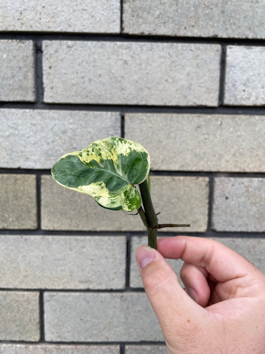 Epipremnum Aureum Snow Queen cutting