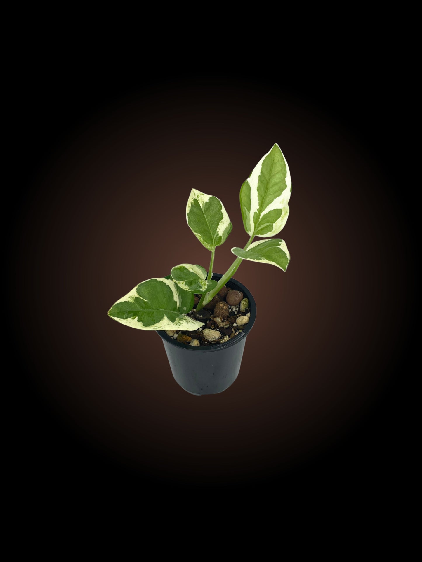 Epipremnum Aureum Snow Queen