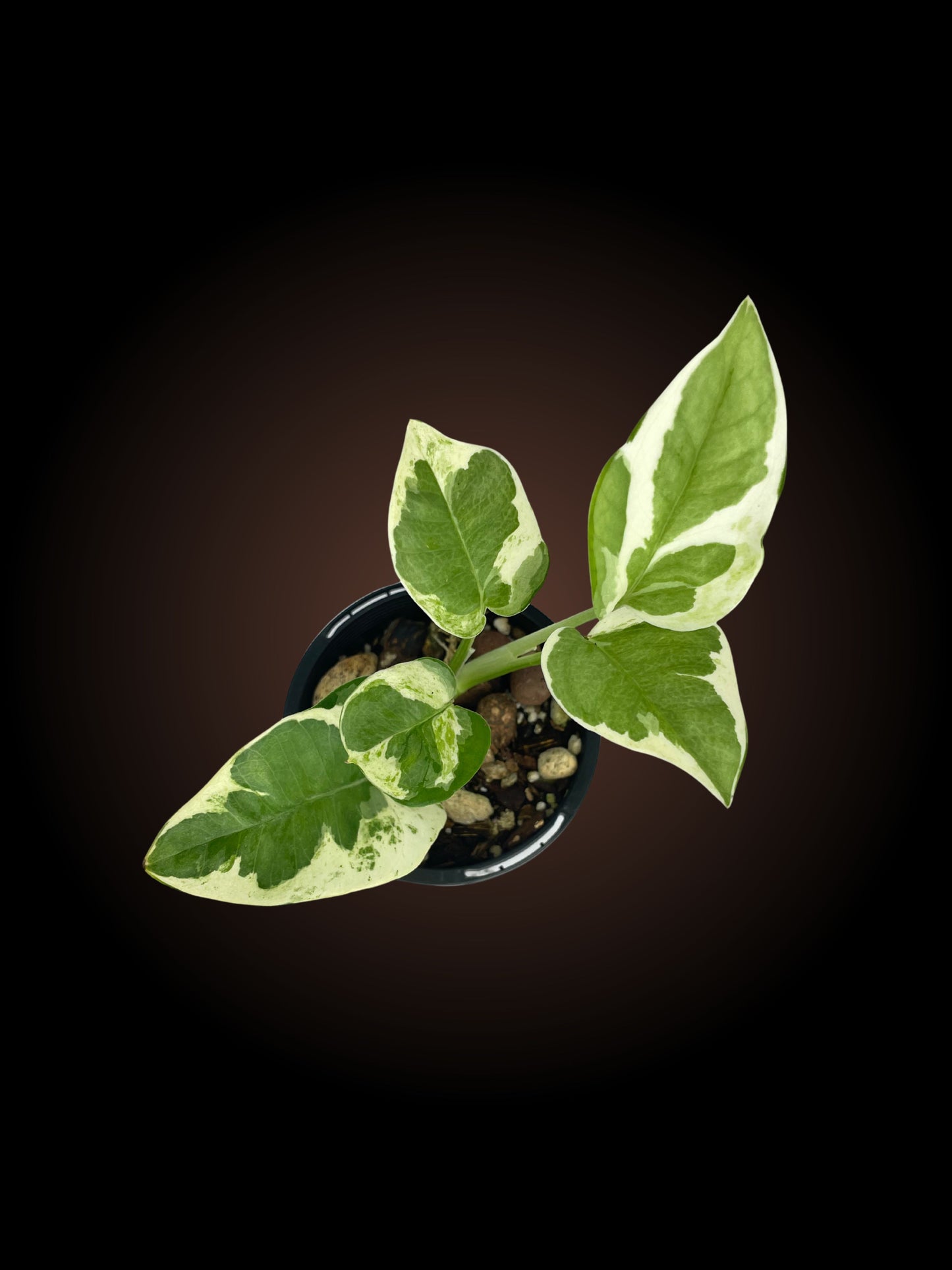 Epipremnum Aureum Snow Queen