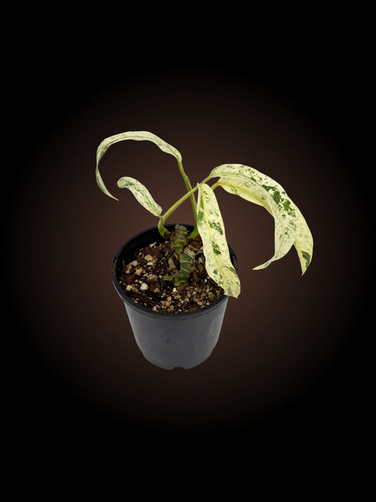 Weekly Auction - Epipremnum Giganteum Variegated